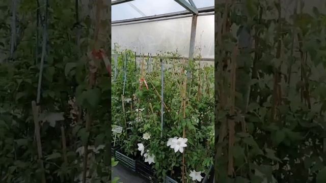 Клематисы смотреть онлайн