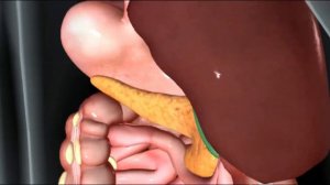 Где и как болит поджелудочная железа. Панкреатит - личный опыт.