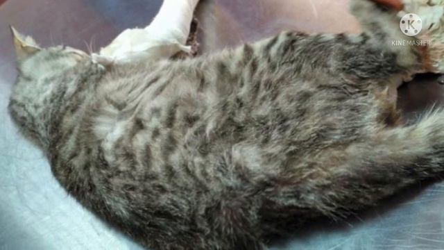 Кошка уже не могла есть и пить, но при виде девушки замурлыкала из последних смотреть онлайн