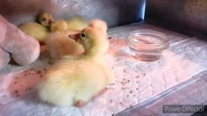 Вывод гусят в инкубаторе.Самые тяжелые гуси.