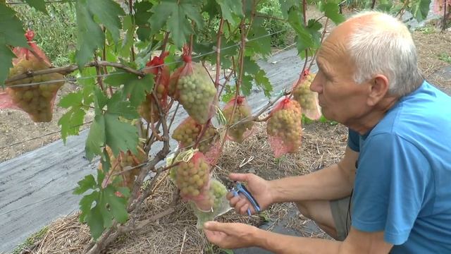 Экспедиция по садам и виноградникам Д В, участок Коноба В М, с Сибирцево, 24 08 2021 г смотреть онлайн