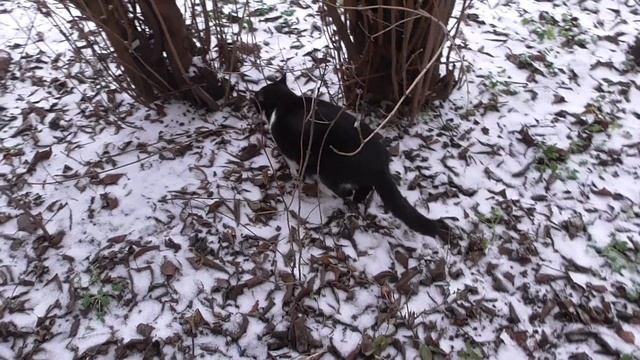 Видео про кота. Кот поймал мышку смотреть онлайн