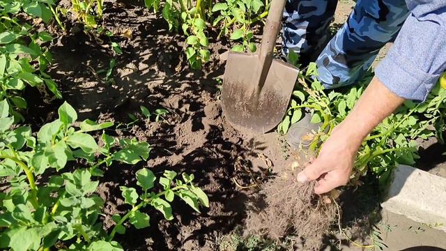Ютуб блокируют? Эксперимент с картошкой в мешке😱Нарисовала картину маслом🥰 смотреть онлайн