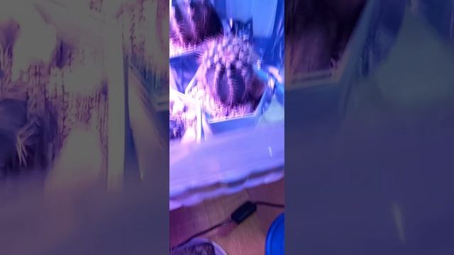 Эхинокактус, подвой отлично тянет смотреть онлайн