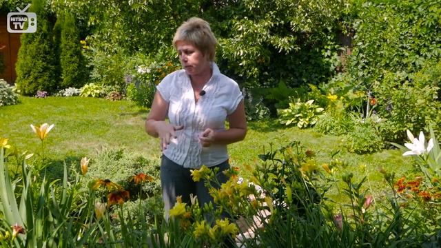 Цветы в саду ? Лилейник ➡ Советы по выращиванию от HitsadTV