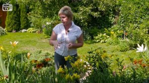 Цветы в саду ? Лилейник ➡ Советы по выращиванию от hitsadTV