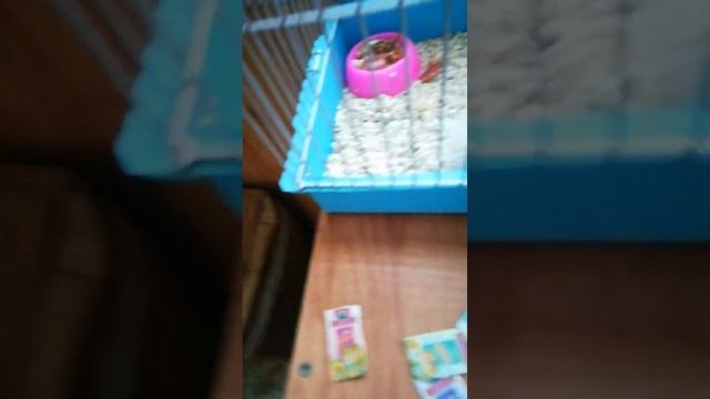 Показывай своего хомяка И поделки к хомяку смотреть онлайн