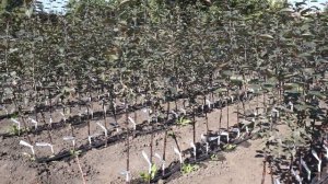 Как вырастить саженец яблони