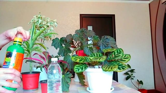 Indoor flowers/УДОБРЕНИЕ для комнатных растений. Растут ЗДОРОВЫМИ и ПЫШНЫМИ смотреть онлайн