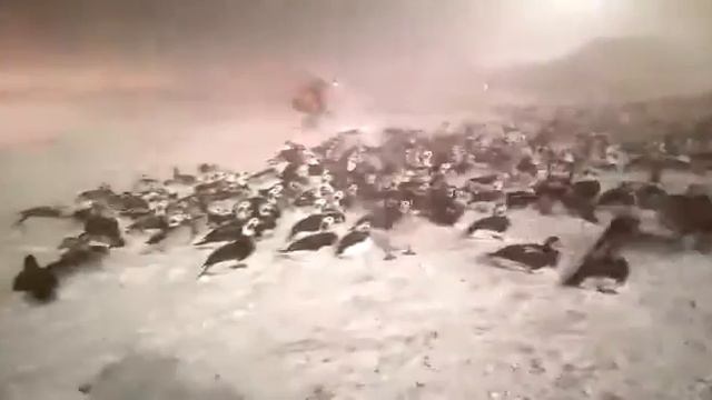 бедные птицы магадана смотреть онлайн