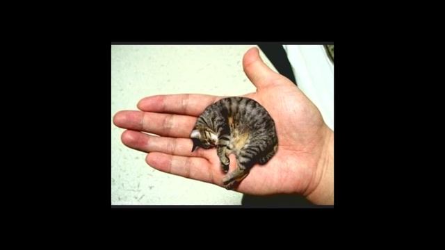 дайте танк (!) - маленький (кавер)