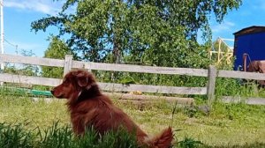 как ухаживать за викторией