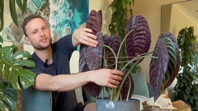 ALOCASIA CUPREA - Plant Spotlight & Care Tips смотреть онлайн