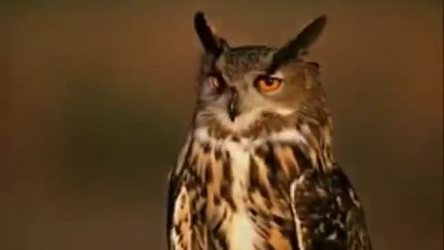 Радость сатаны - Сатанинские, масонские символы, жесты смотреть онлайн