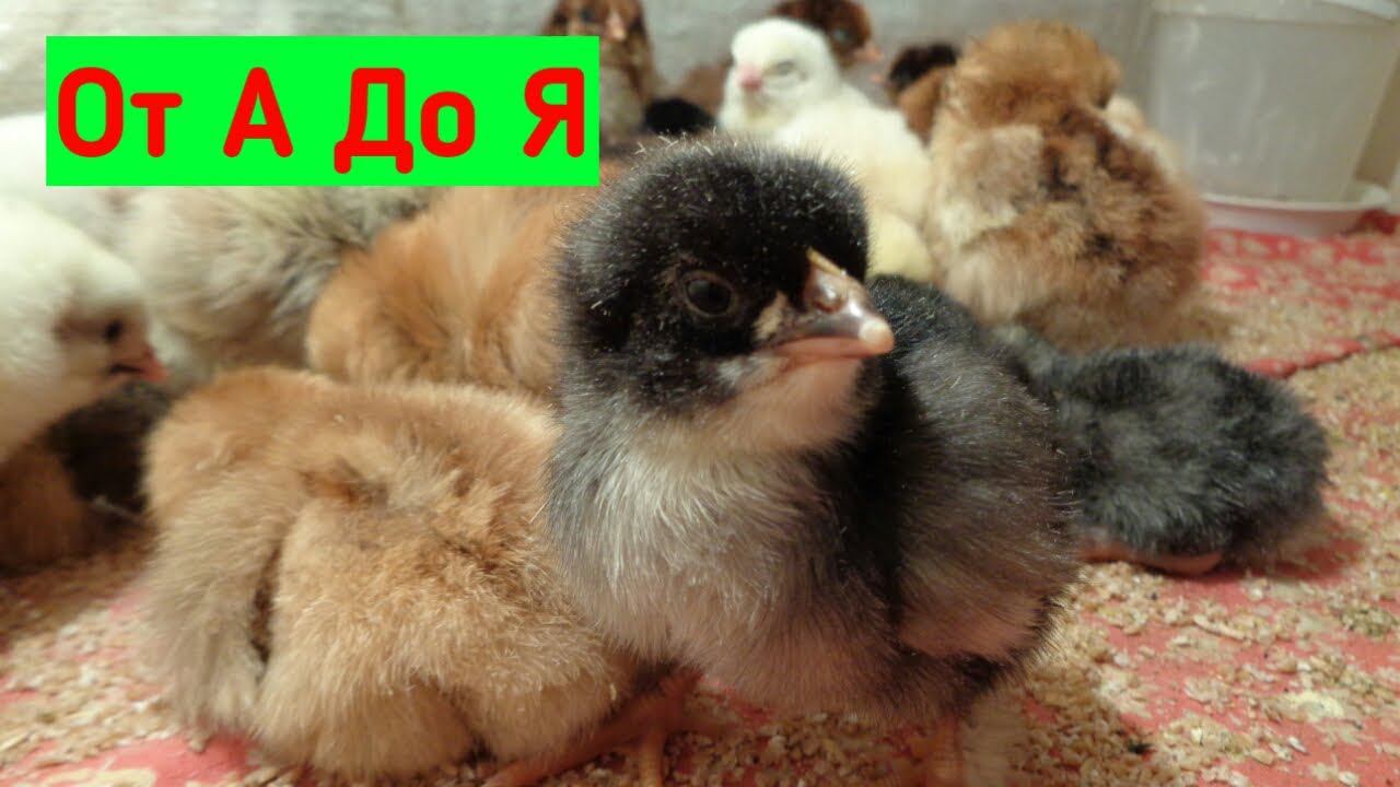 Вывод Цыплят от А до Я.Режим с 19-22 день.Инкубация яиц. смотреть онлайн