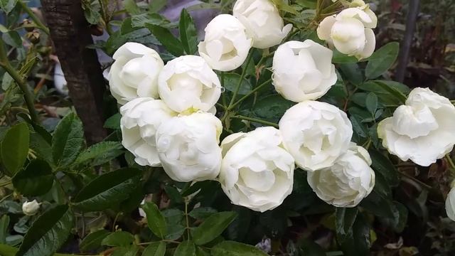 Роза White Morsdag- Нидерланды,1949 год -29 октября 2020 год смотреть онлайн