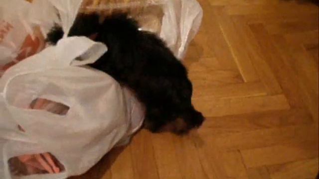 хищный йорик смотреть онлайн