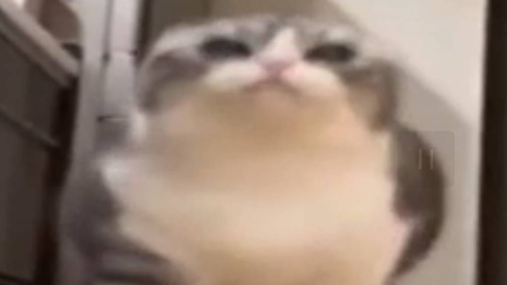 вот он смотри! комару