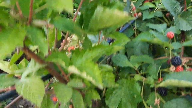 Ежевика сорт Вошито смотреть онлайн