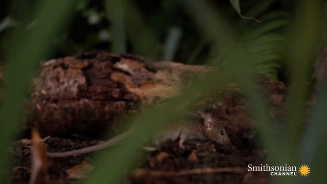 Two African Rock Pythons Hone in on Their First Kill смотреть онлайн