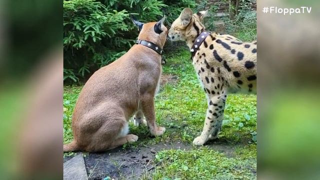 Floppa Adolf is Eating Fish with Myxa : Caracal смотреть онлайн