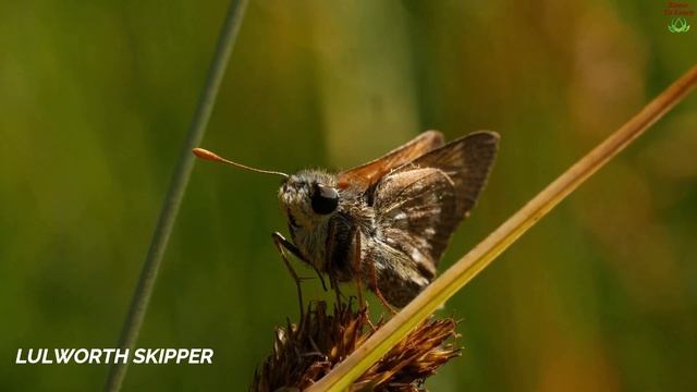 Different Types Of Butterflies | Butterfly Names | Painted Lady Butterfly | List Of Butterflies