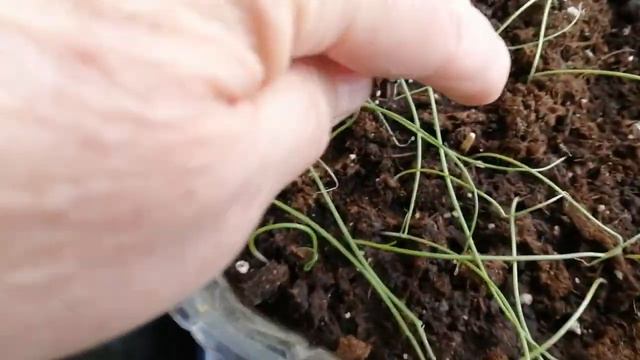 Серия 2 " ОХЛАЖДЕНИЕ" Лук из чернушки высажен. смотреть онлайн