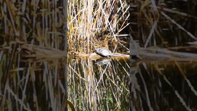 found a lake turtle. нашли озерную черепаху. озеро в Польше. смотреть онлайн
