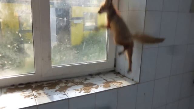 Лисята смотреть онлайн