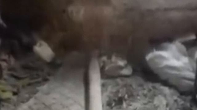 Through the Lens: Voices From DRC - Espen Rasmussen смотреть онлайн