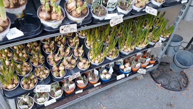 Прогулка по приморскому городу Крагеро. Странные дома. Норвегия. Февраль 2023 #norway смотреть онлайн