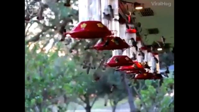 Мир фауны смотреть онлайн