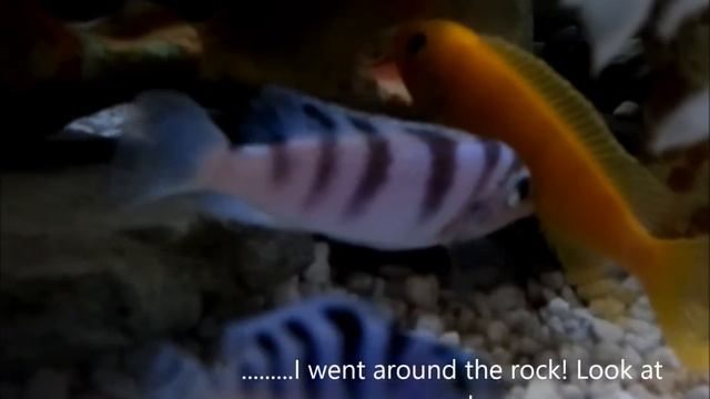 Kenyi Cichlid ( Maylandia lombardoi ) Mating смотреть онлайн