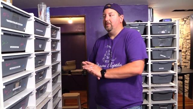 Is my ball python GRAVID?? Signs your going to have EGGS ???????? смотреть онлайн