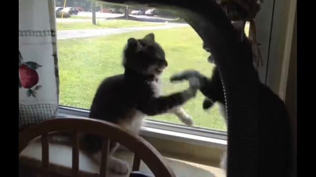 Я РЖАЛ ПОЛ ЧАСА | СМЕШНАЯ ПОДБОРКА ПРО КОТОВ | Выпуск 2 | funny collection about cats | смотреть онлайн