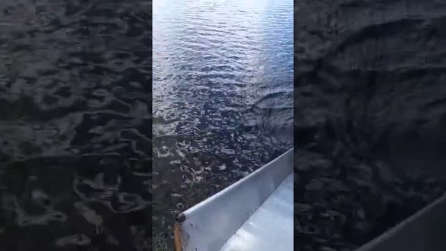 Чайка2 смотреть онлайн