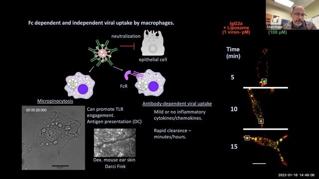 Effector Function Seminar Series: Animal models of effector function смотреть онлайн