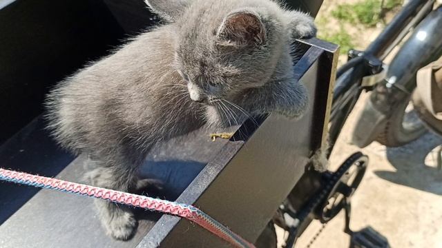 Найдёныш. смотреть онлайн