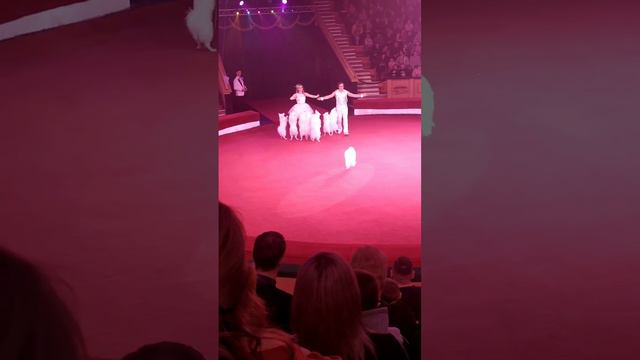 посетил цырк империя львиц смотреть онлайн