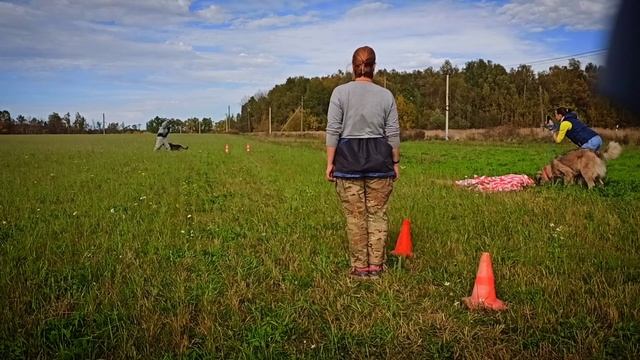 Тренировка немецкой ?? овчарки (2) смотреть онлайн