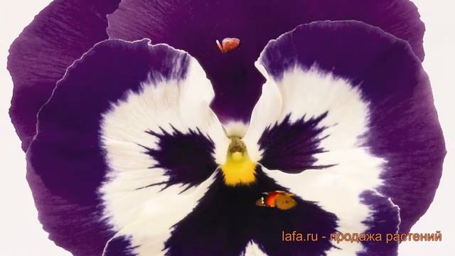 Виола крупноцветковая Парпл энд Вайт  обзор: как сажать семена виолы Парпл энд Вайт