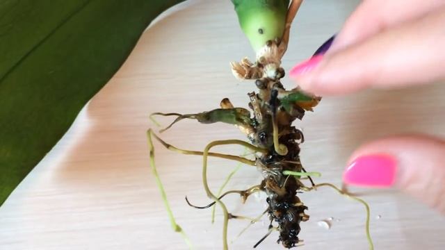 Реанимация орхидеи в воде без корней. Наращивание корней в воде. Орхидея в воде. смотреть онлайн