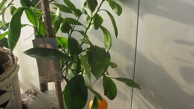 КАК РАЗВЕСТИ ЛОХОВ НА ДЕНЬГИ КУПИВ КУМКВАТ МАРУМИ смотреть онлайн
