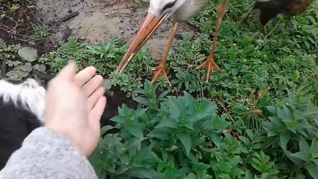 Аист ест деньги ) смотреть онлайн