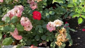 Красивые розы. Роза Пат де Велюр!