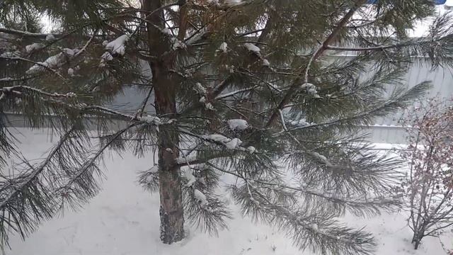 Дикорастущая сосна во дворе смотреть онлайн