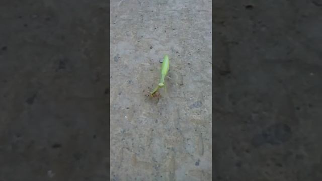 Богомол против саранчи смотреть онлайн