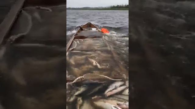 Переполненная рыбой лодка начинает тонуть смотреть онлайн