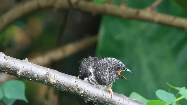 ТАЙНЫ МИРОЗДАНИЯ. Как создавалась наша Вселенная. #академия #тайныезнания смотреть онлайн