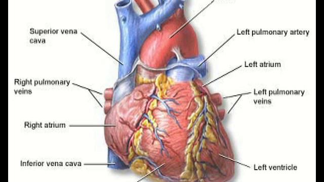 Blood flow through my heart смотреть онлайн